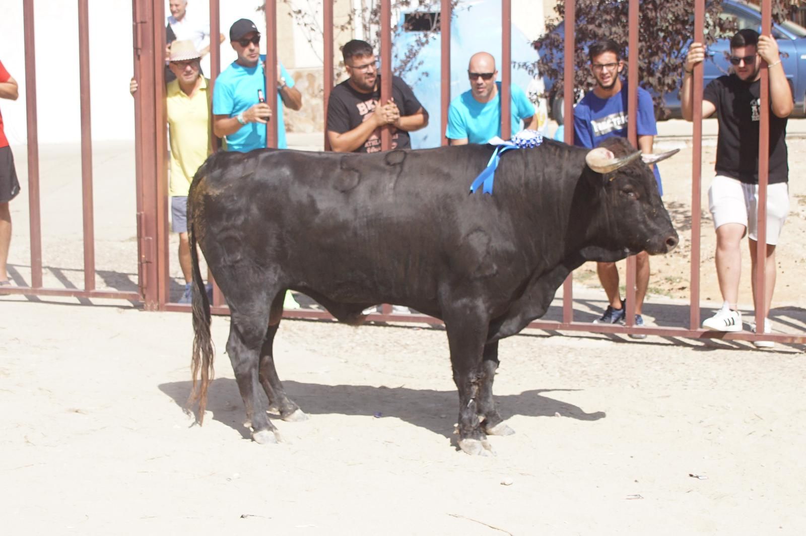 toro-de-cajon-de-castrillo-de-la-guarena-fotos-juanes-19