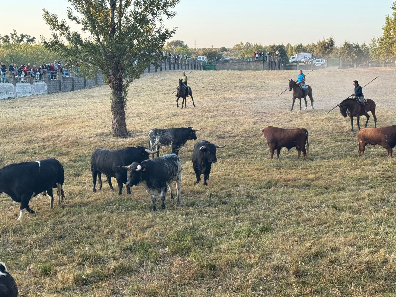 Aldeadávila, encierro urbano 27 de agosto 25 (4).jpg
