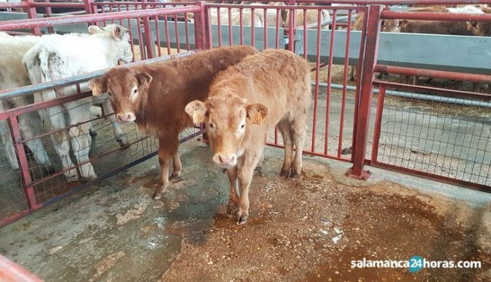 Mercado de vacuno salamanca 1 728x418