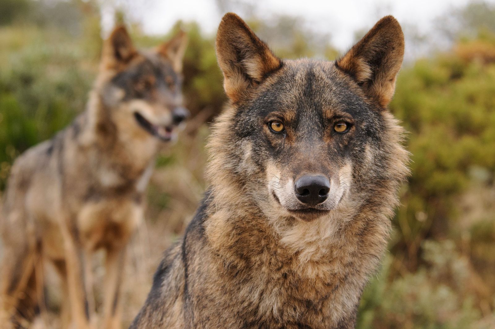 Lobo Ibérico. Lobo Ibérico.