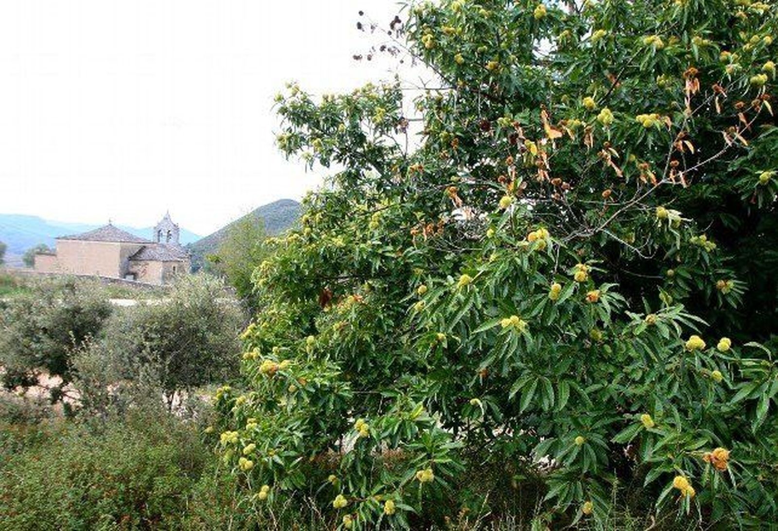 Árbol castaño en la Sierra