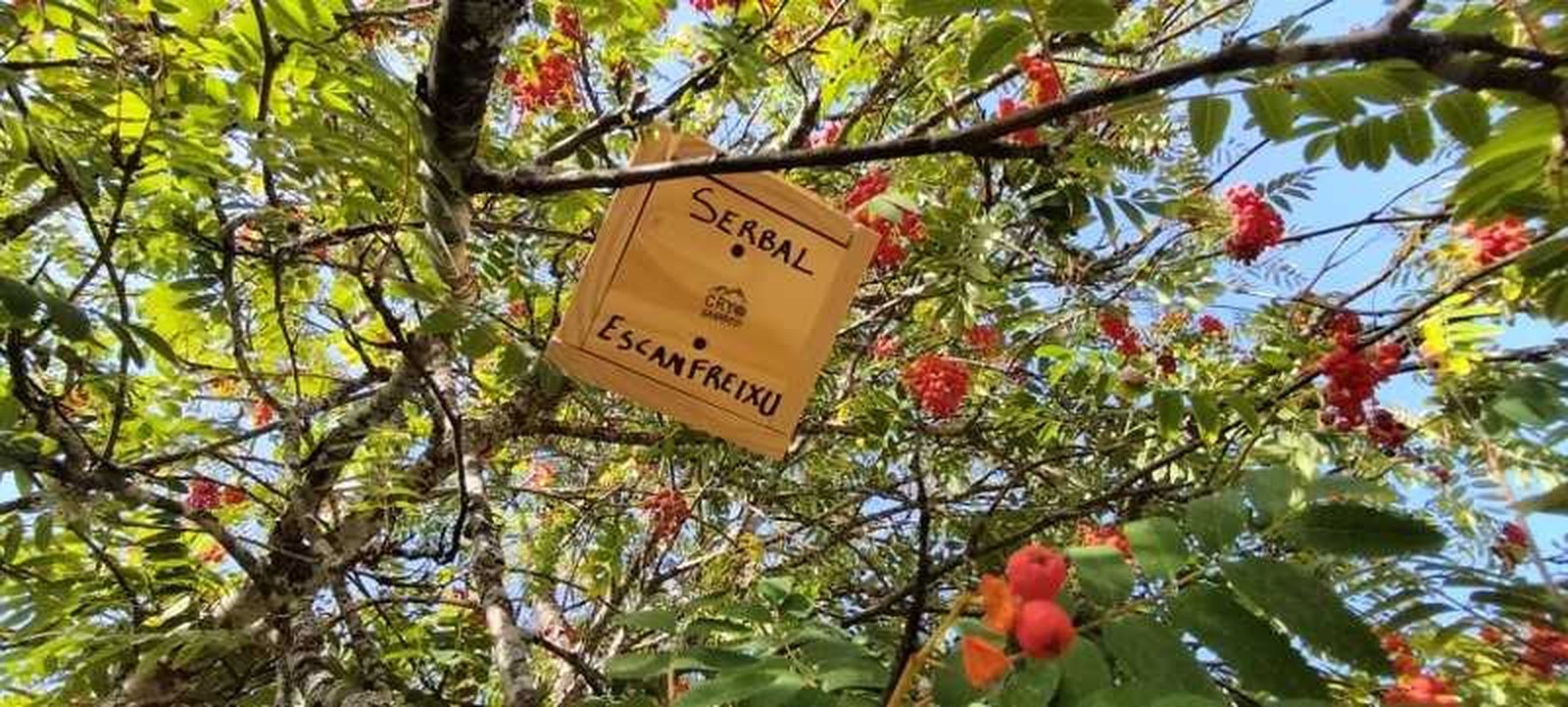 Caja nido en un árbol. CrioSanabria