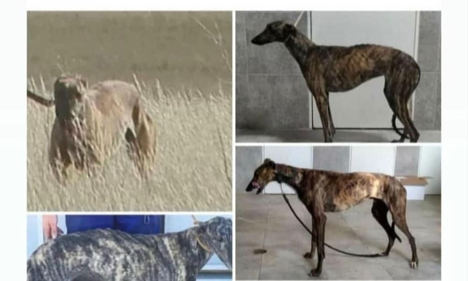 Galgos robados