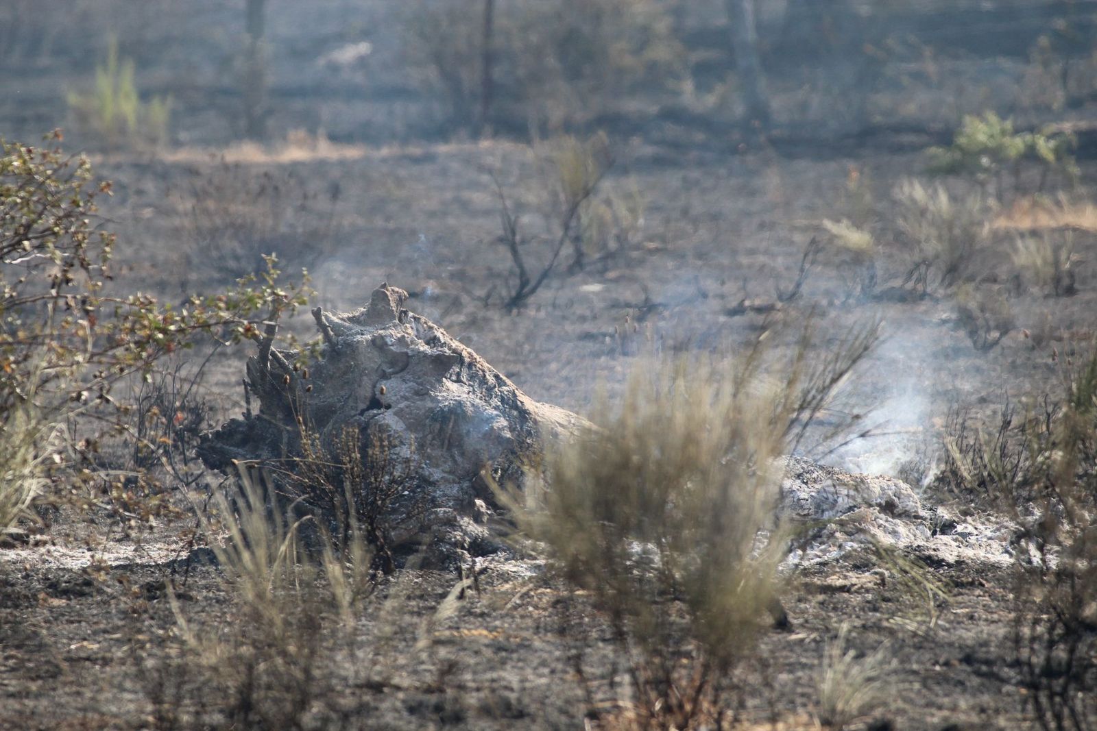 Así han quedado las zonas quemadas durante el incendio de Cipérez