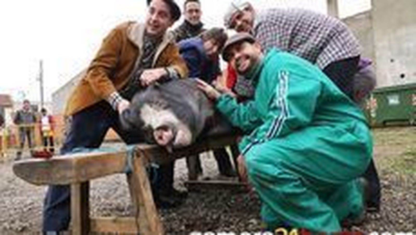 La campaña de matanzas domiciliarias se saldó el año pasado con 3.357 cerdos sacrificados