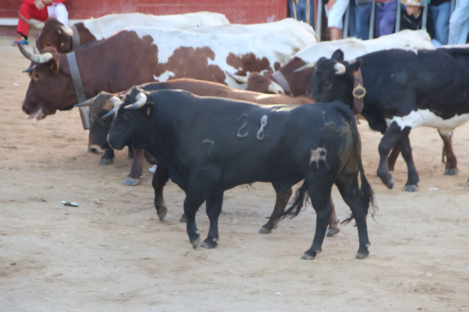 Encierro en Aldeadávila