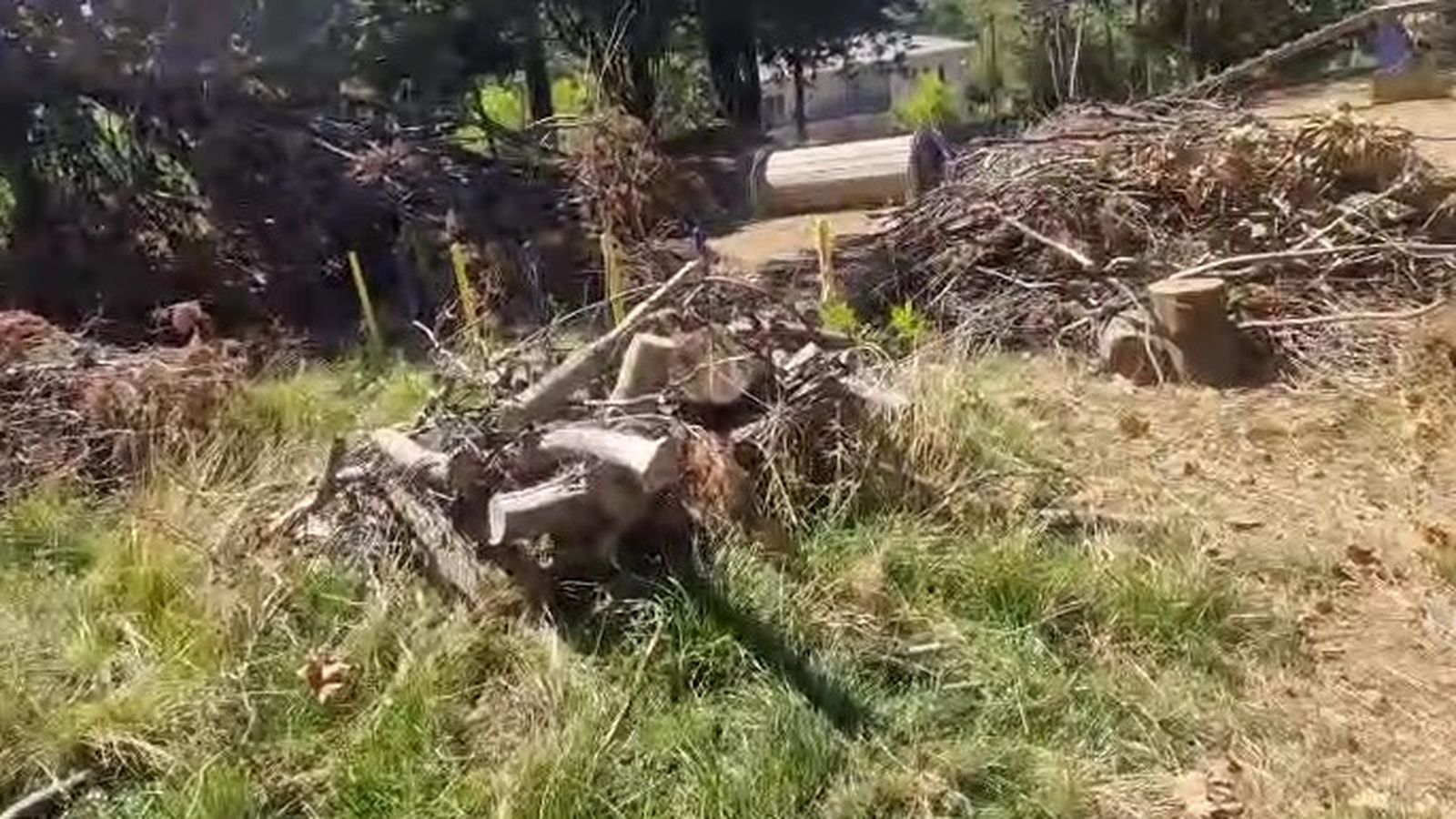 Pipicán de Los Pinos, Béjar  (2)