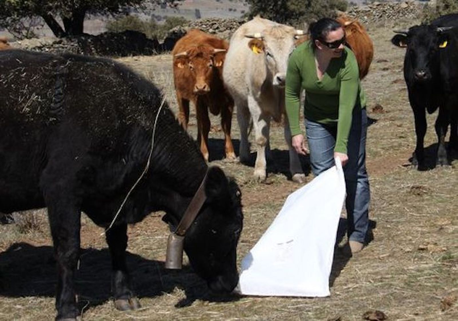 Vacuno piensos. Foto de archivo