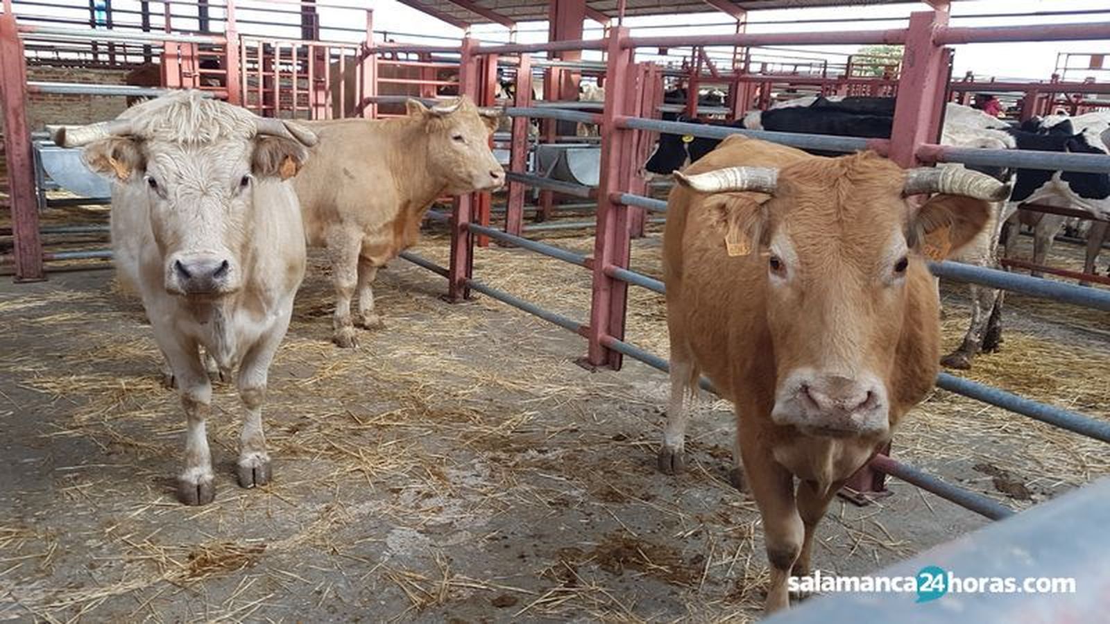 Mercado vacuno  (38) result