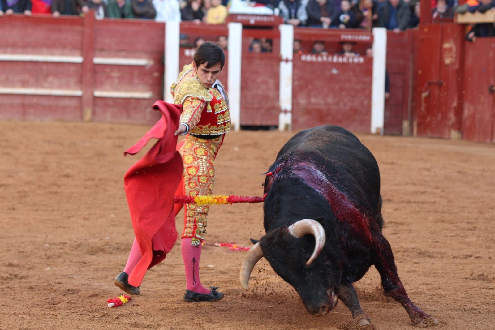 novillada-con-picadores-lunes-de-carnaval-en-ciudad-rodrigo-8
