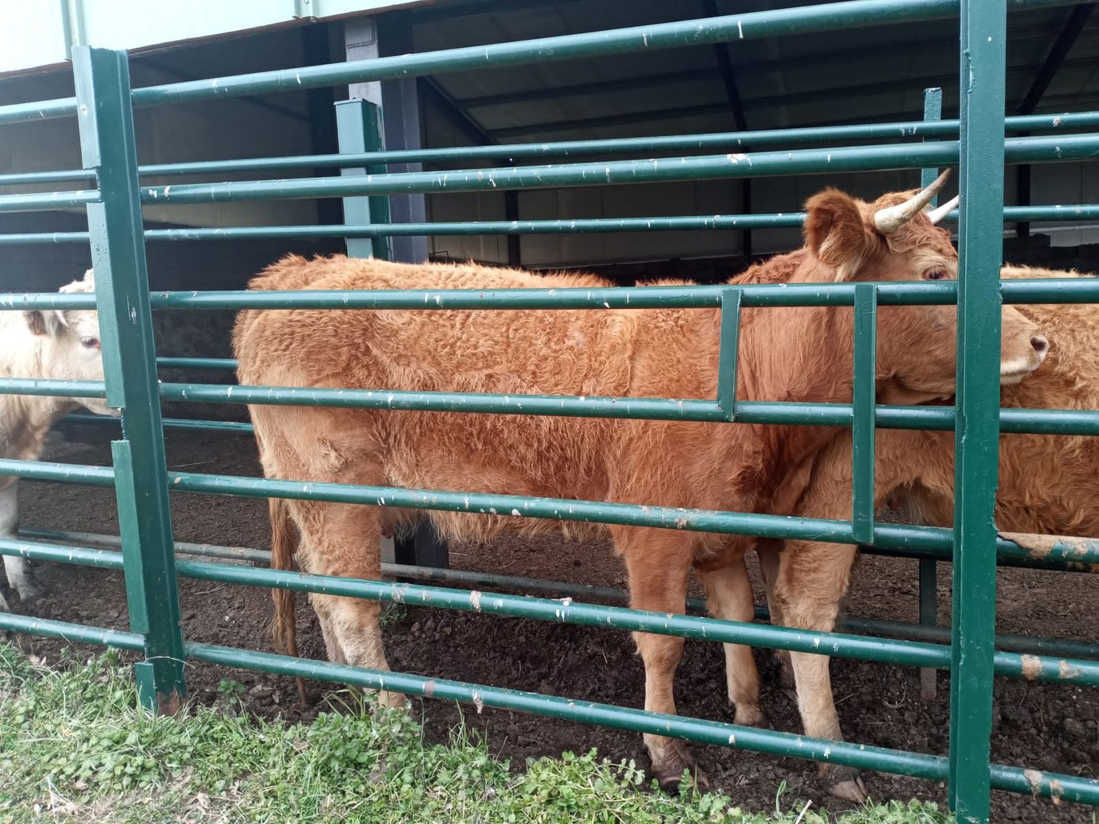 Ataque de meloncillo en Salamanca. UPA (1)