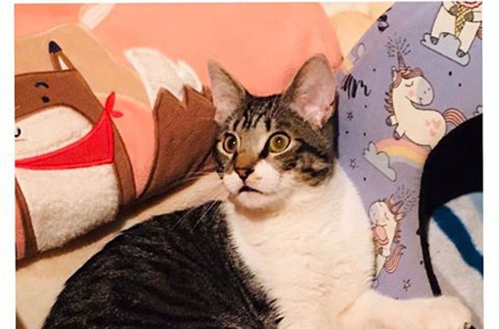 90156361 538149600166607 673409309614276608 nbb