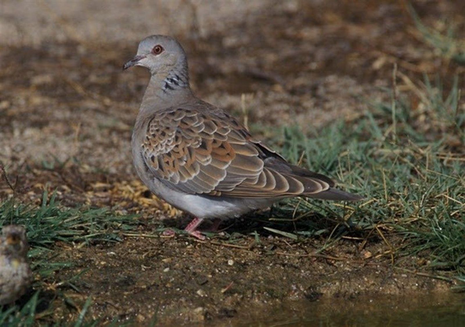Tortola seobird