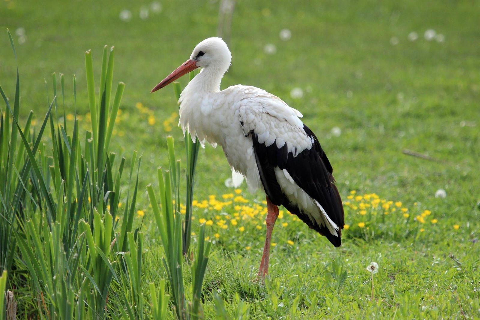 Cigüeña blanca. Foto SEO/BirdLife