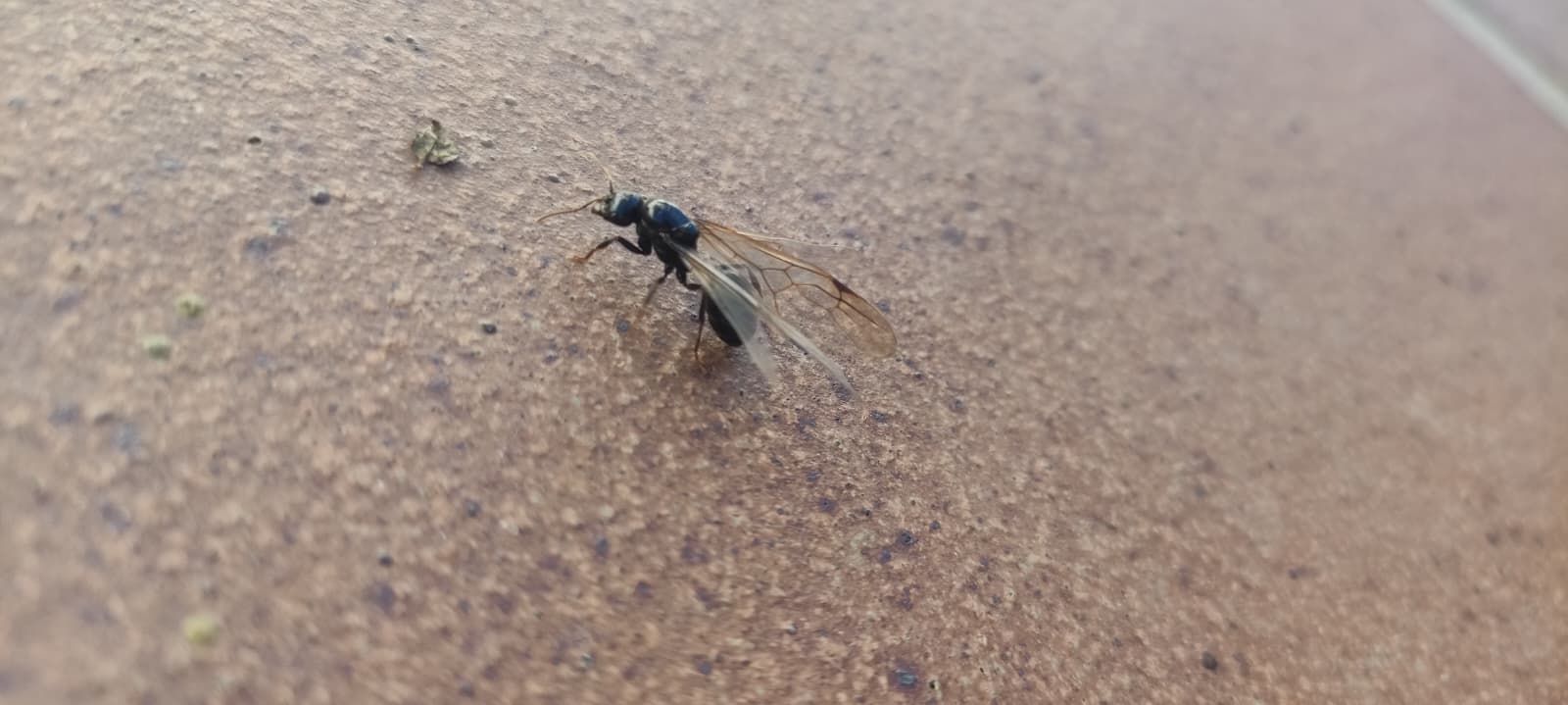 Hormigas voladoras en Salamanca