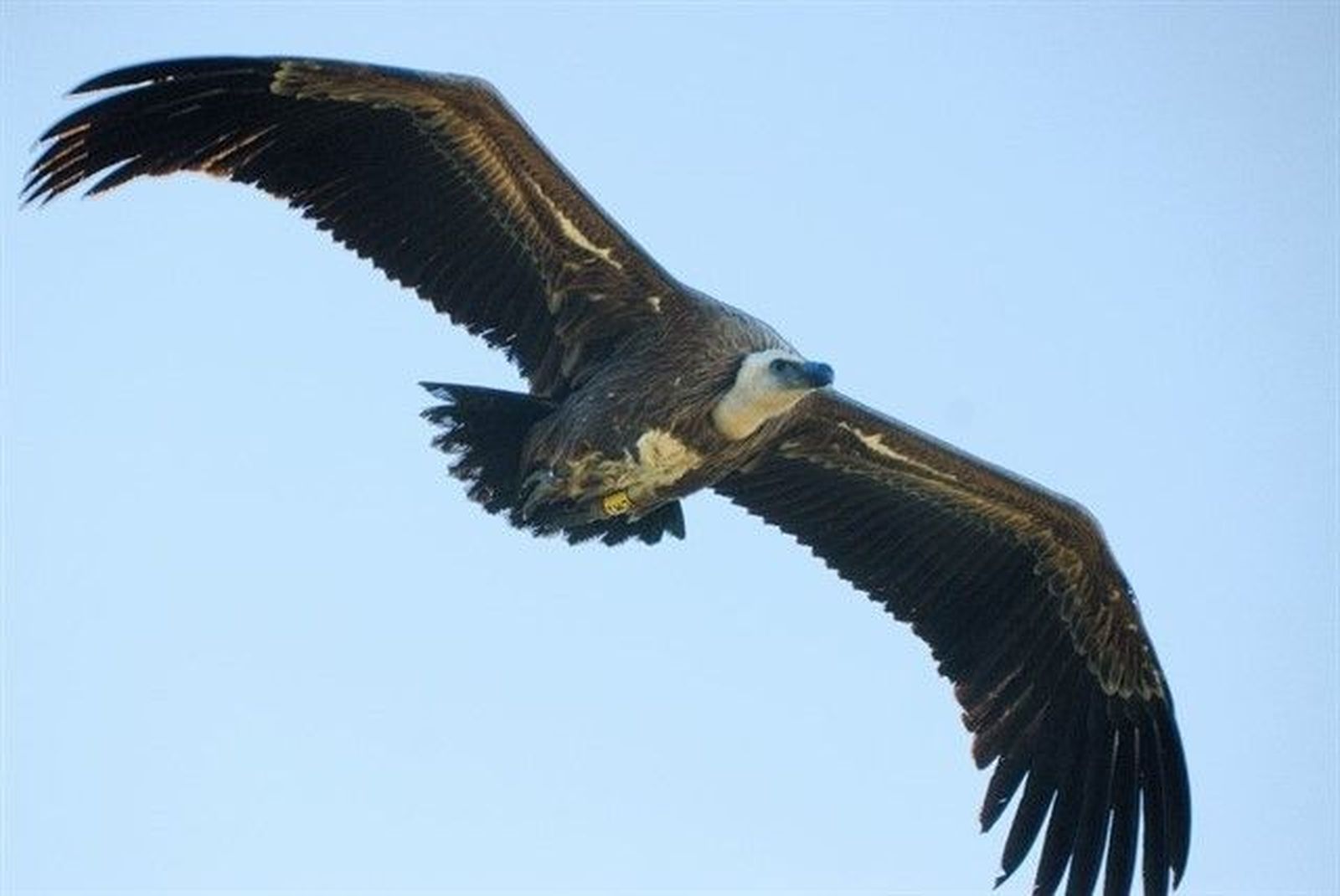 Fotonoticia 20150721191128 640