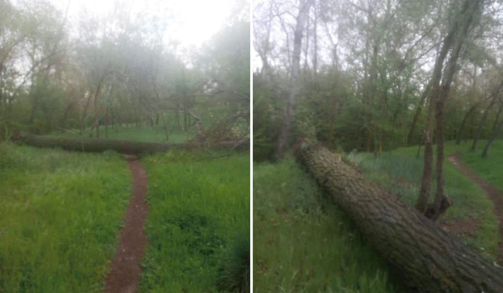 Árbol caído en Valorio