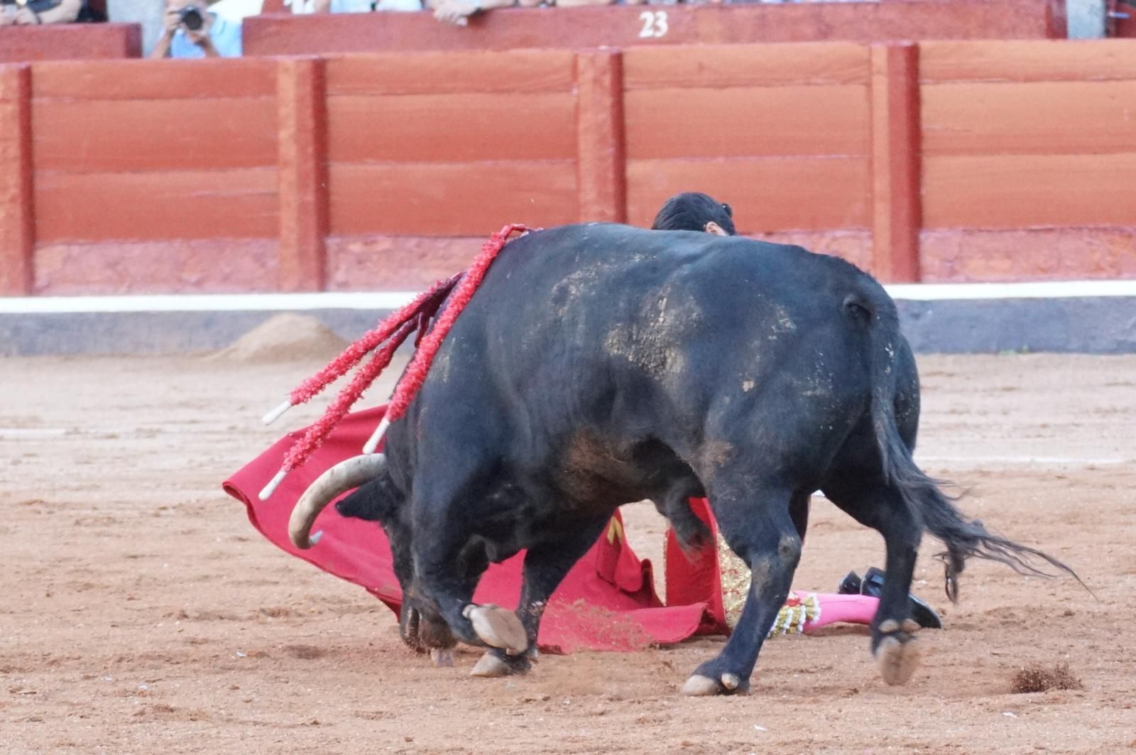 Emilio de Justo, Juan Ortega y Roca Rey inauguran el cartel de figuras en la feria de Salamanca: la corrida de Garcigrande en imágenes