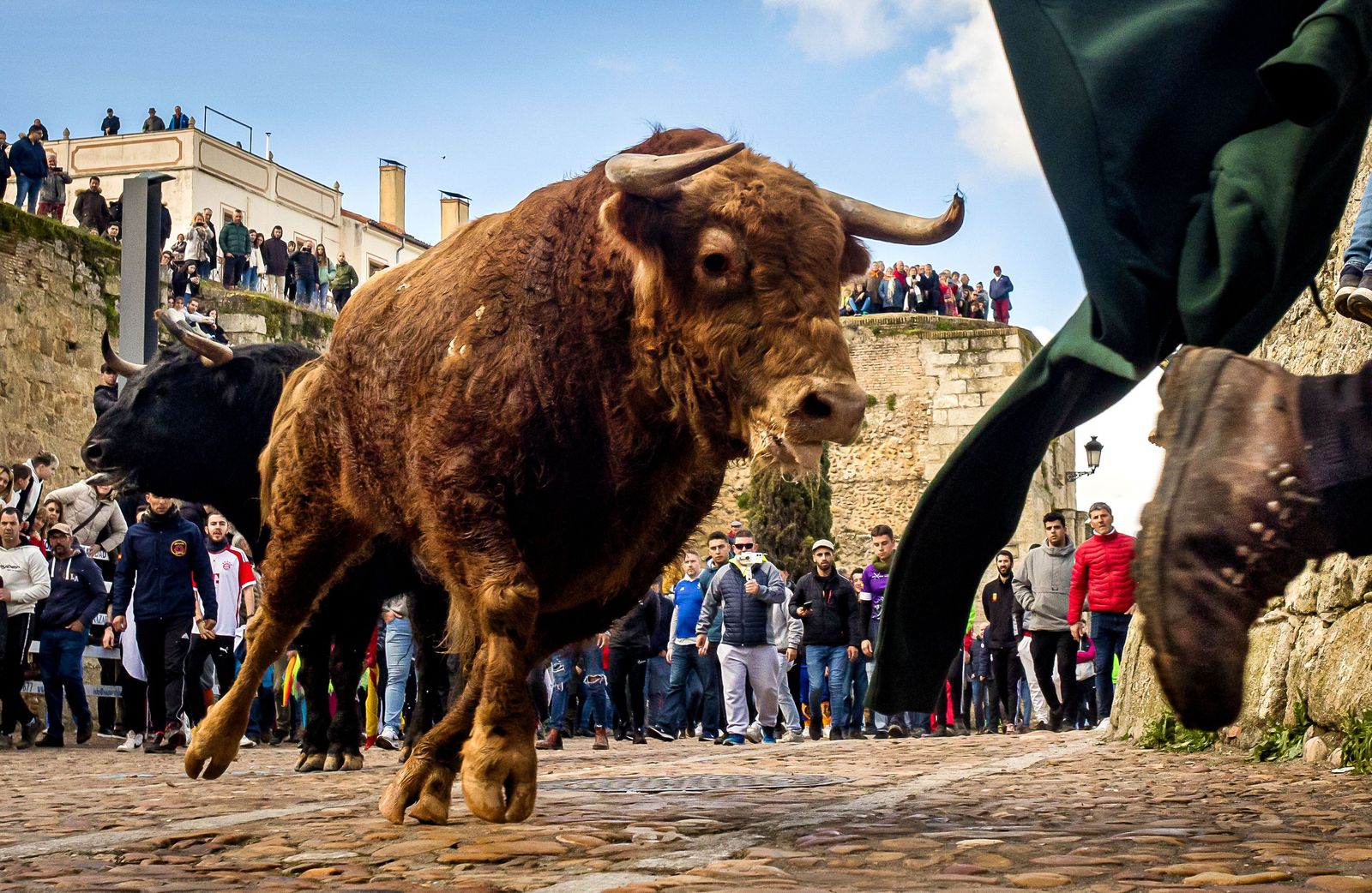 Carnaval del Toro de Ciudad Rodrigo ICAL Vicente