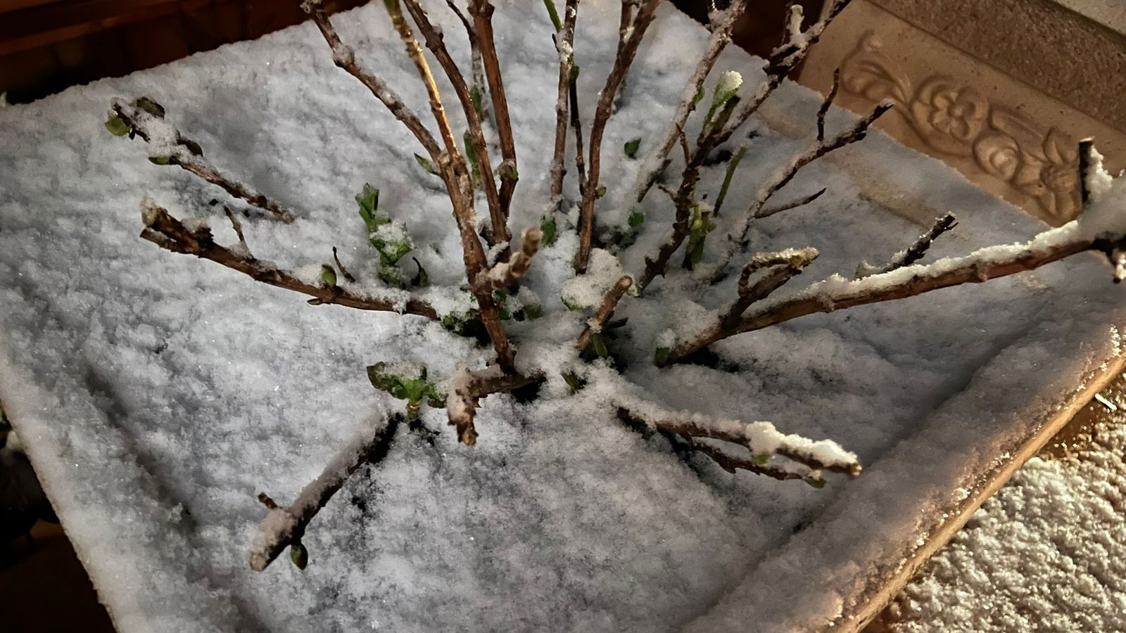 Nieve en Salamanca capital