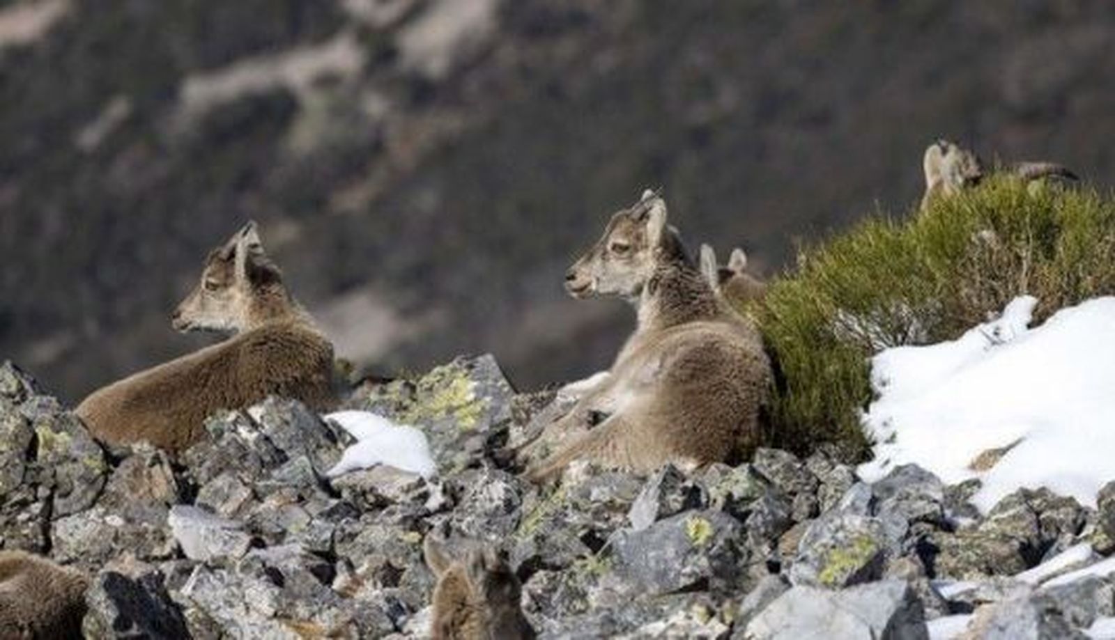 David Arranz. ICAL . Cabra montesa en la reserva regional de caza de la Batuecas (5)