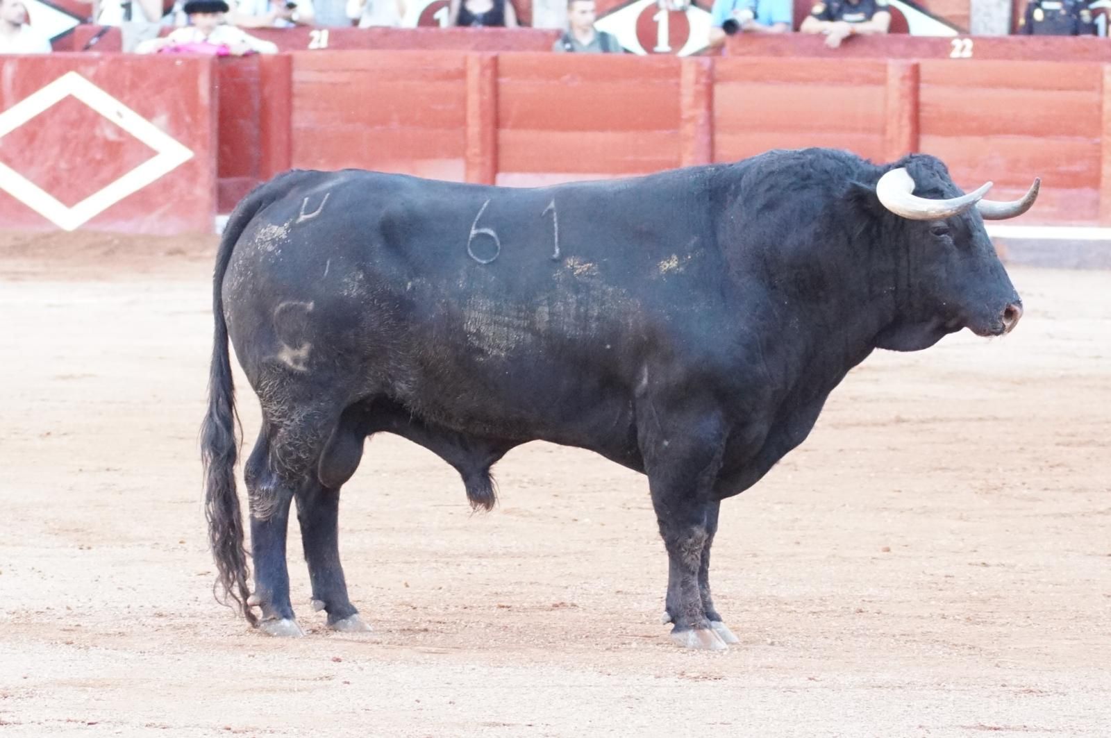 Emilio de Justo, Juan Ortega y Roca Rey inauguran el cartel de figuras en la feria de Salamanca: la corrida de Garcigrande en imágenes