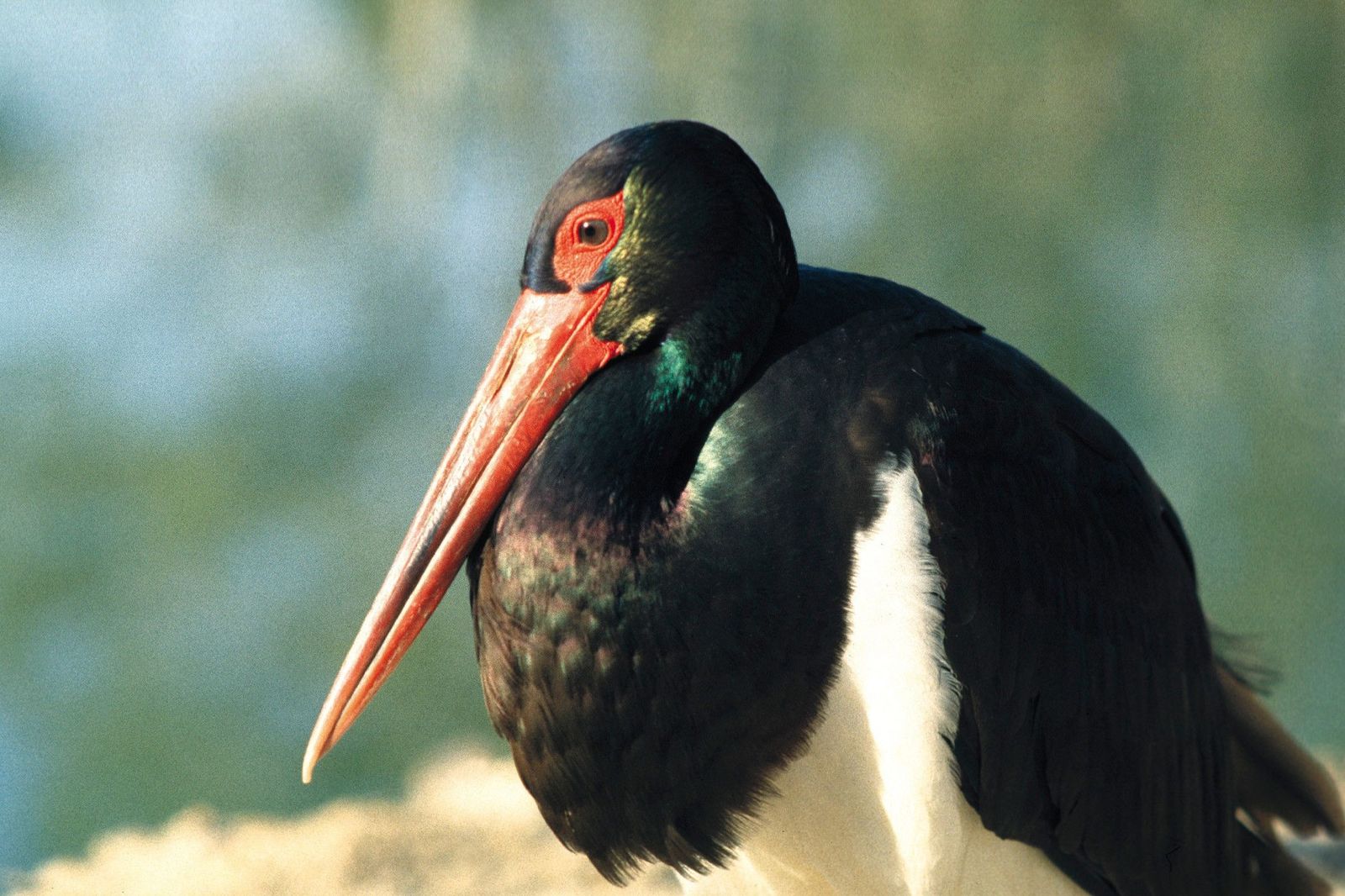 Ejemplar de cigüeña negra