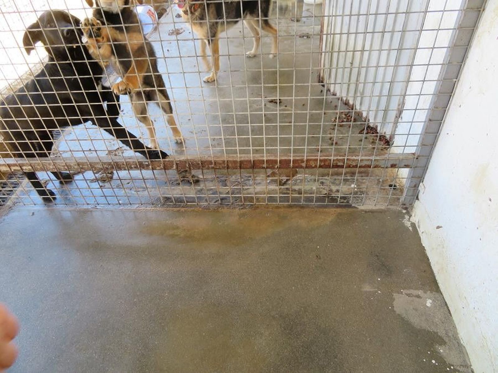 Perrera municipal. Archivo