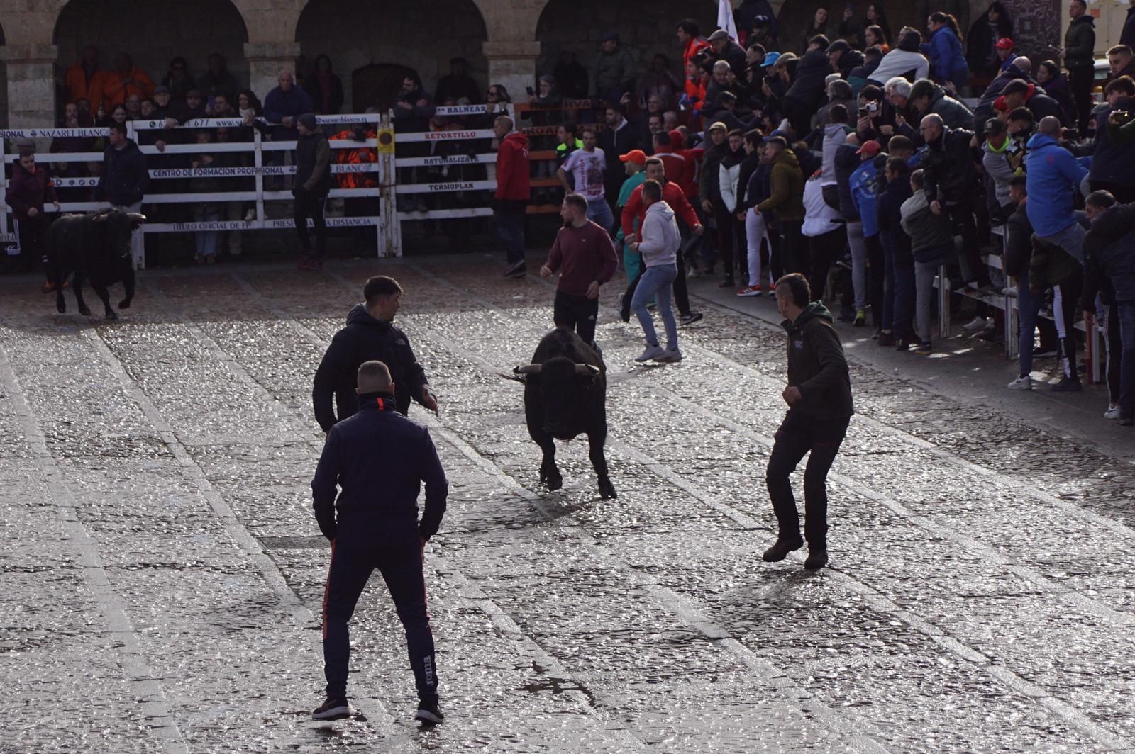 ambiente-encierro-urbano-lunes-de-carnaval-en-ciudad-rodrigo-12-de-febrero-de-2024-fotos-s24h-36