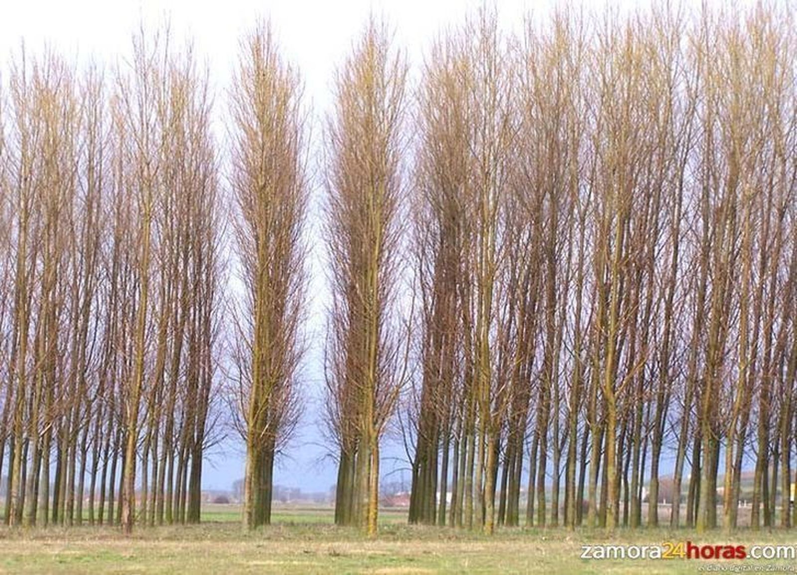 Zamora es la tercera provincia de la región en superficie destinada al cultivo del chopo, por detrás de León y Palencia