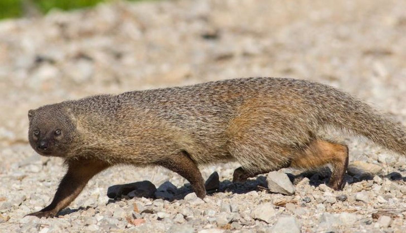 Meloncillo. Foto de archivo Europa Press