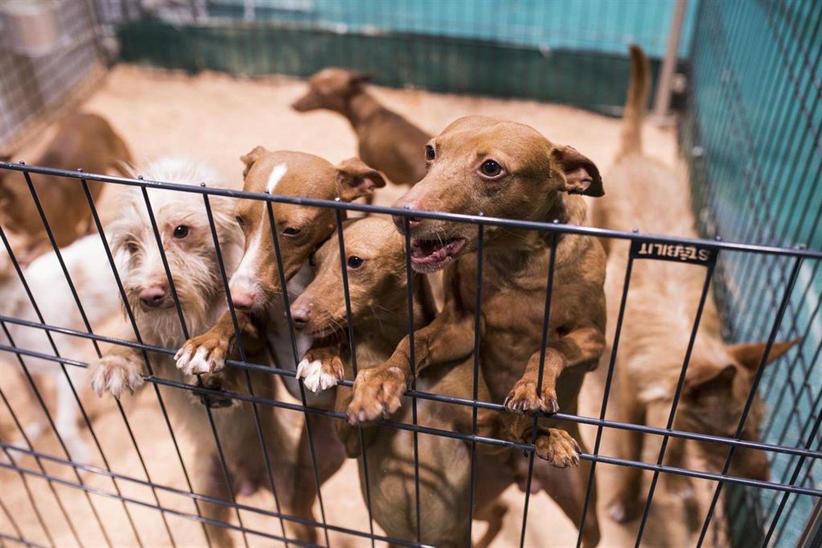 Perros | Fotografía EP