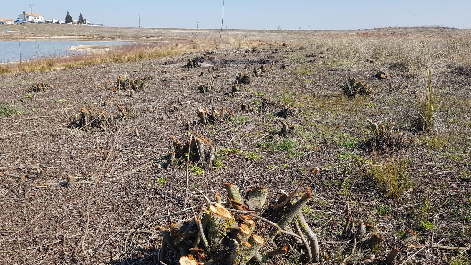 Labores de limpieza, poda y desbroce en el Azud de Riolobos