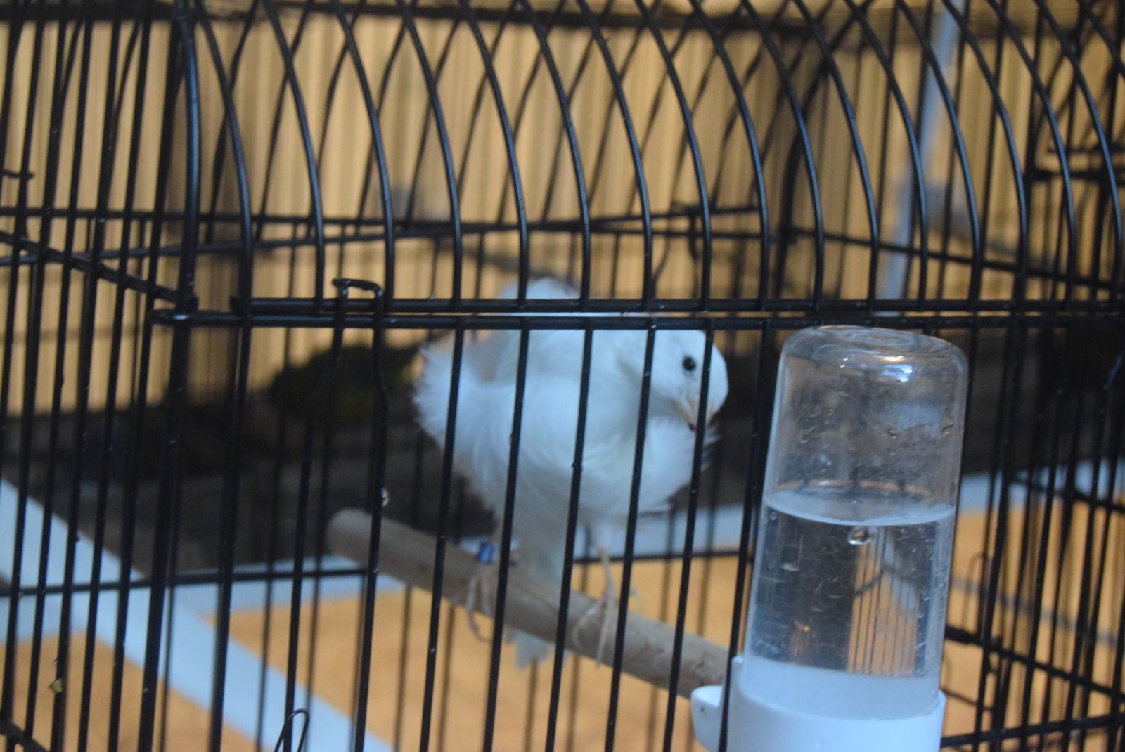 exposicion-ornitologica-en-el-colegio-universitario-3