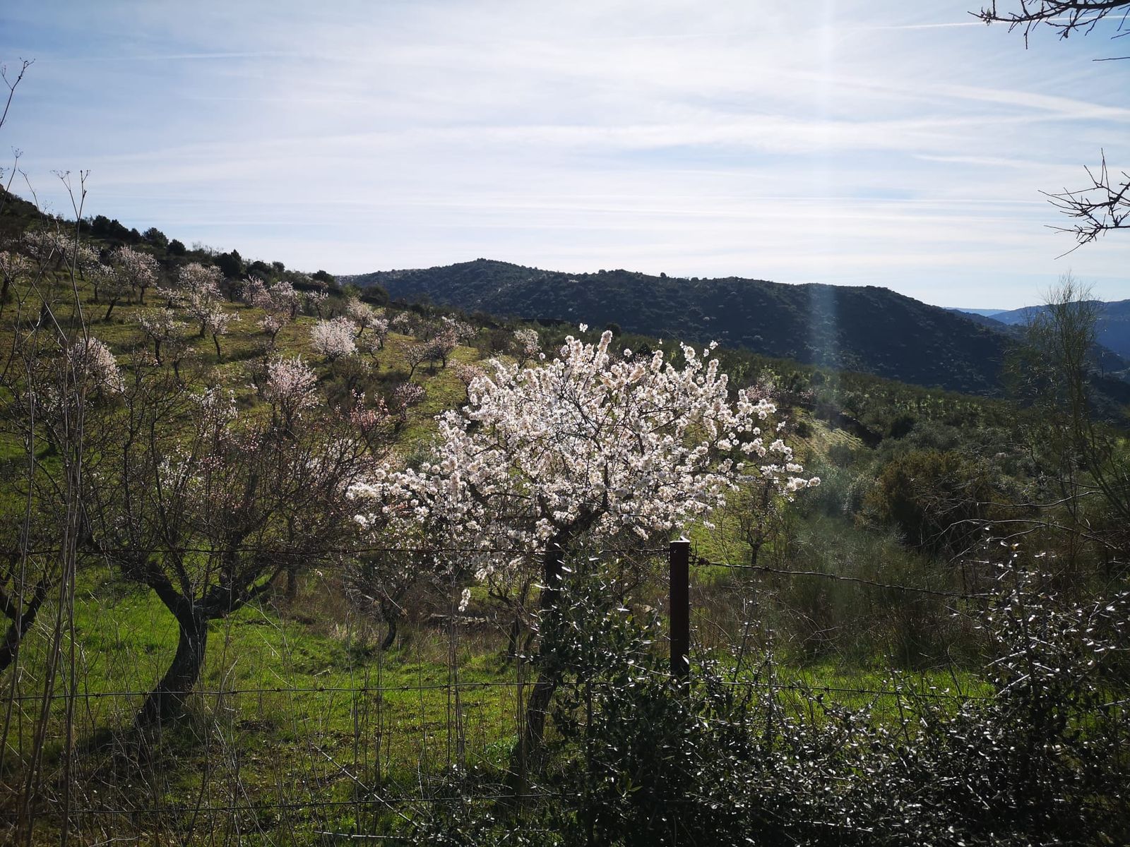 Más de un centenar de senderistas recorren La Fregeneda entre almendros en flor