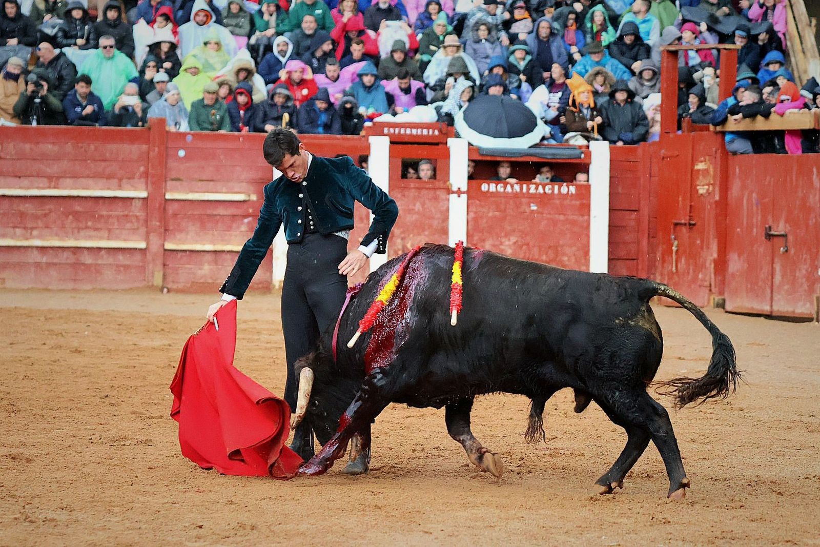 Daniel Luque con un novillo de Talavante en Ciudad Rodrigo. Foto Andrea M.