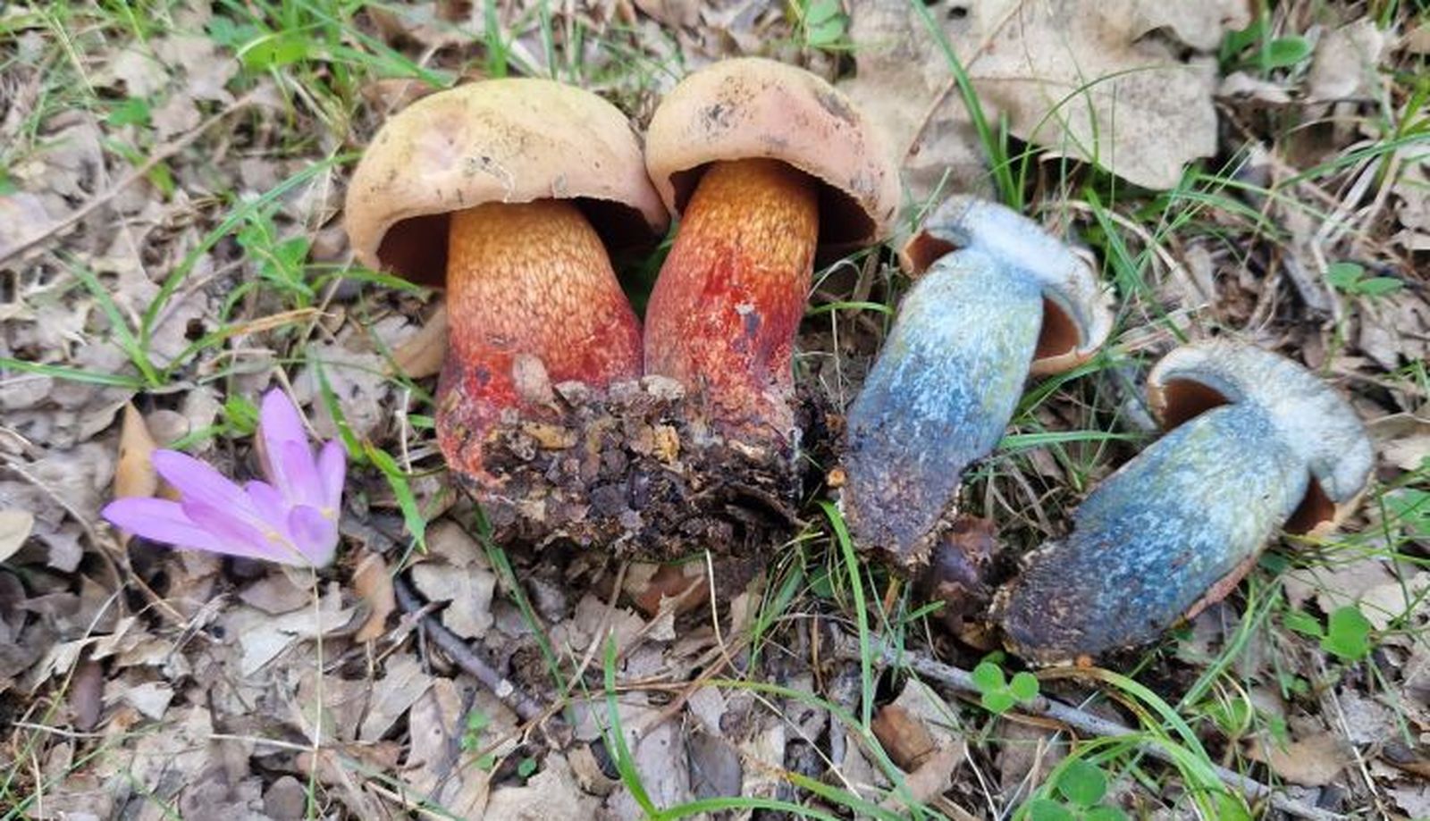 'Boletus luridus', ahora llamado 'Suillellus luridus', especie tóxica