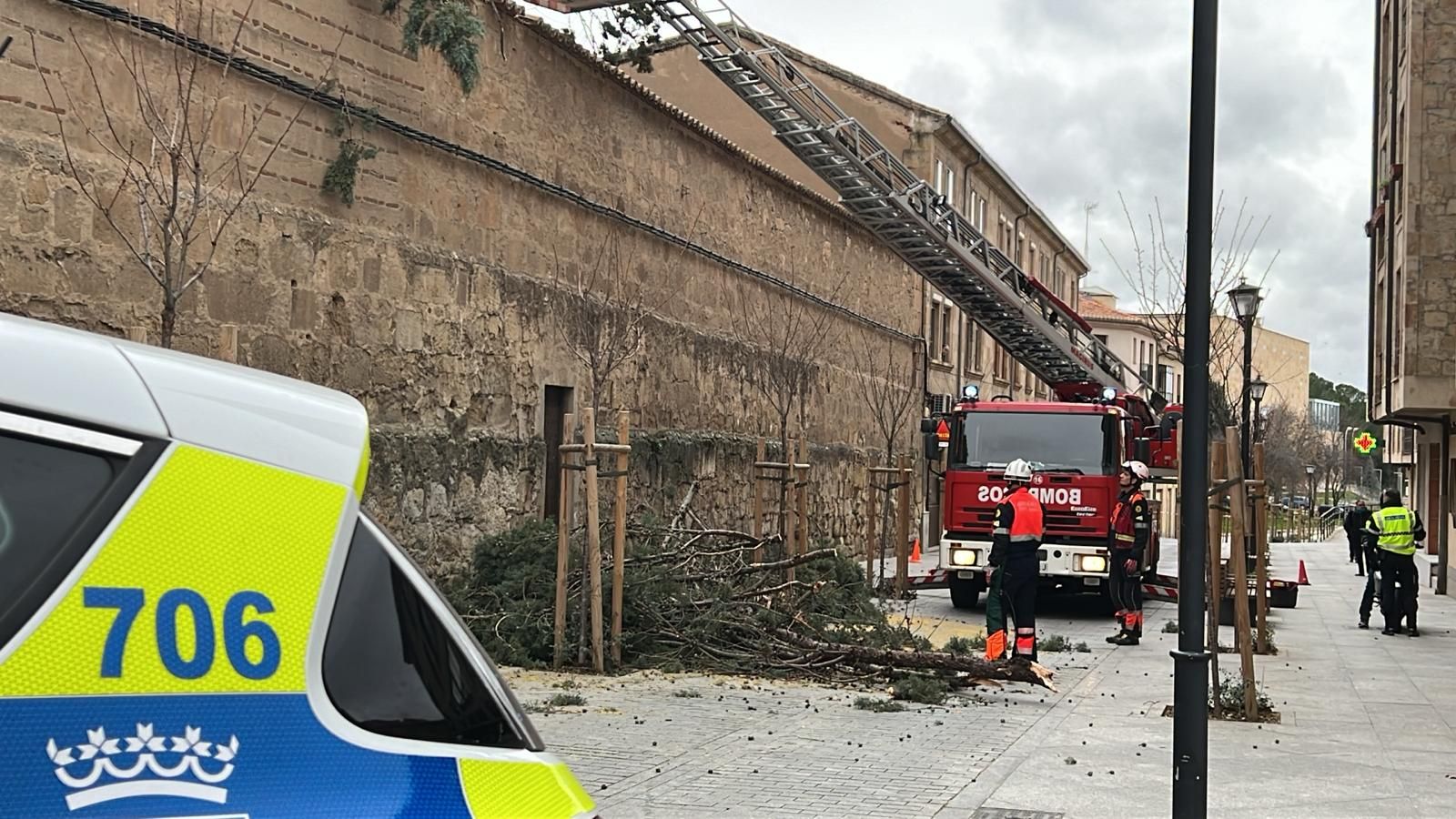 Cae un árbol en la Purísima