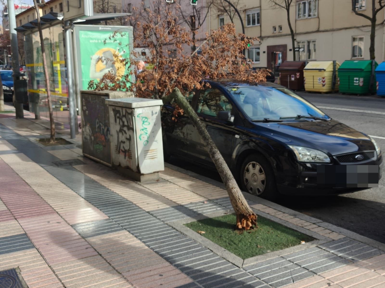 Árbol sobre un coche en el paseo de la Estación