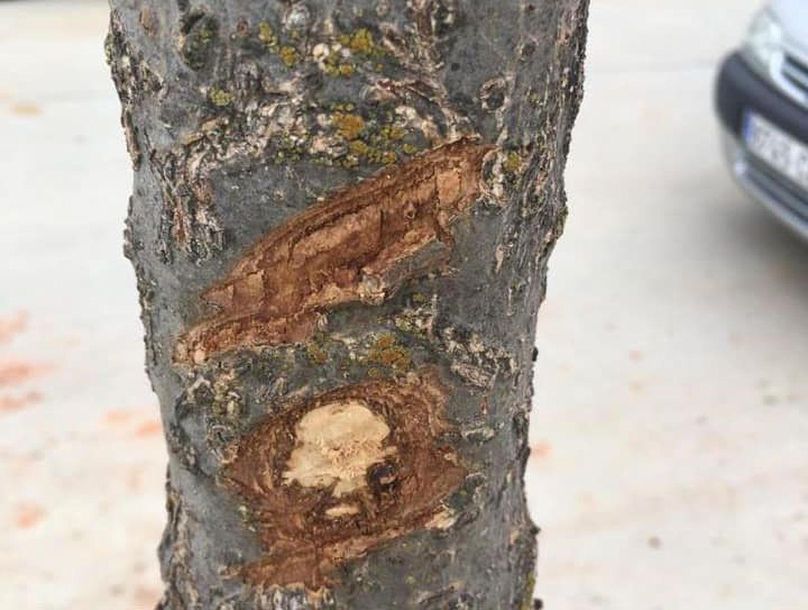 Actos vandalicos monfarracinos (4)