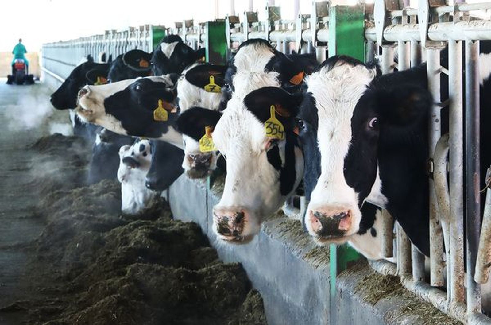 Granja de vacas lecheras. Foto ICAL