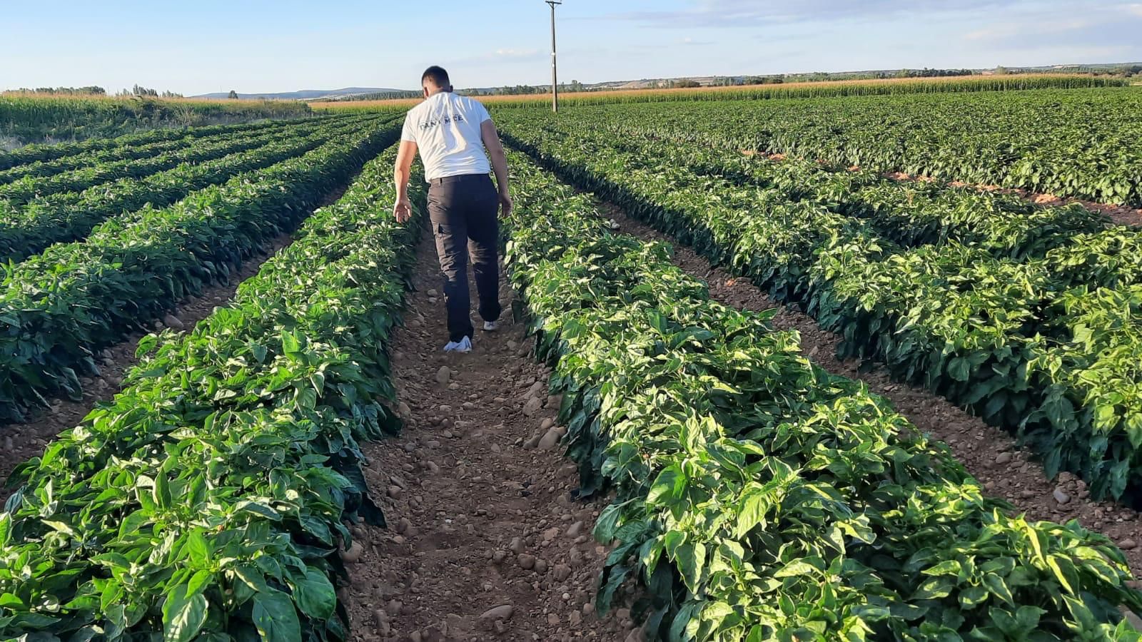Los pimientos del Valle del Tera se encuentran ante una situación crítica