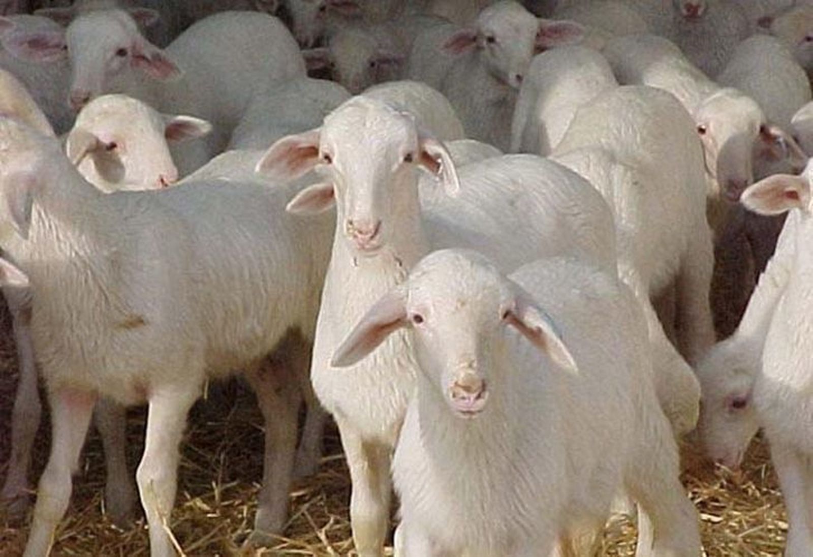 Sube la concurrencia y se estabilizan los precios en el mercado de Villalpando