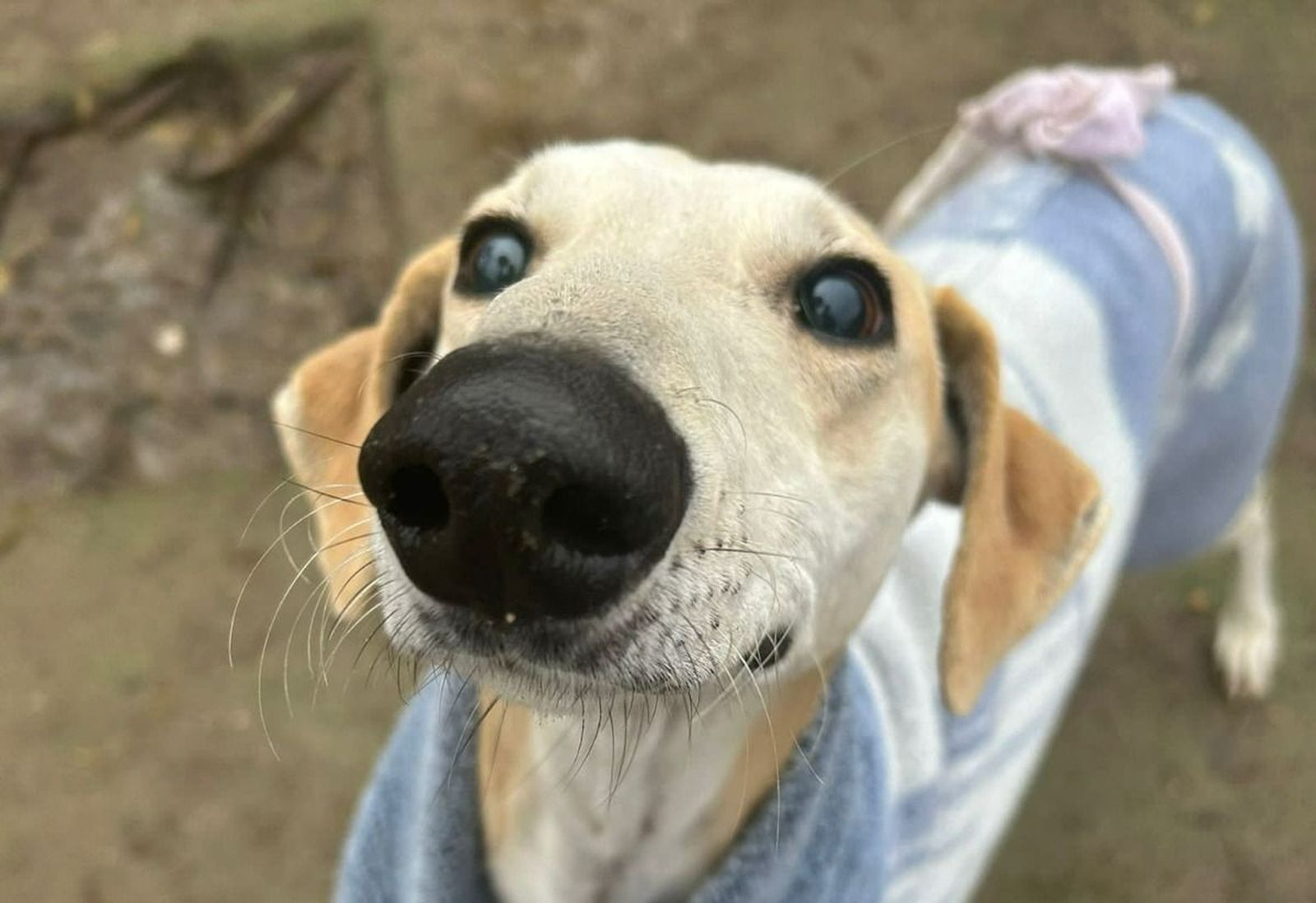 Galgos de la protectora Siempre Fiel