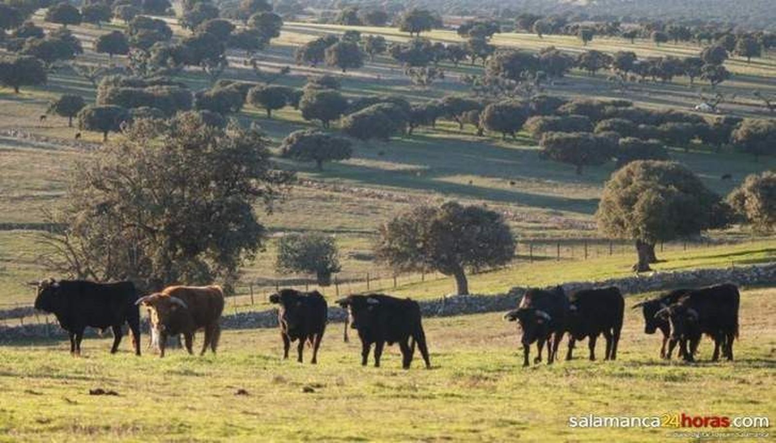 La Junta revisa caso por caso los coeficientes de admisibilidad de pastos