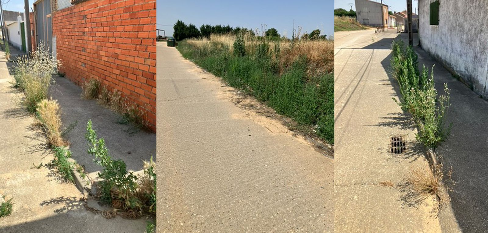 Maleza en Roales del Pan