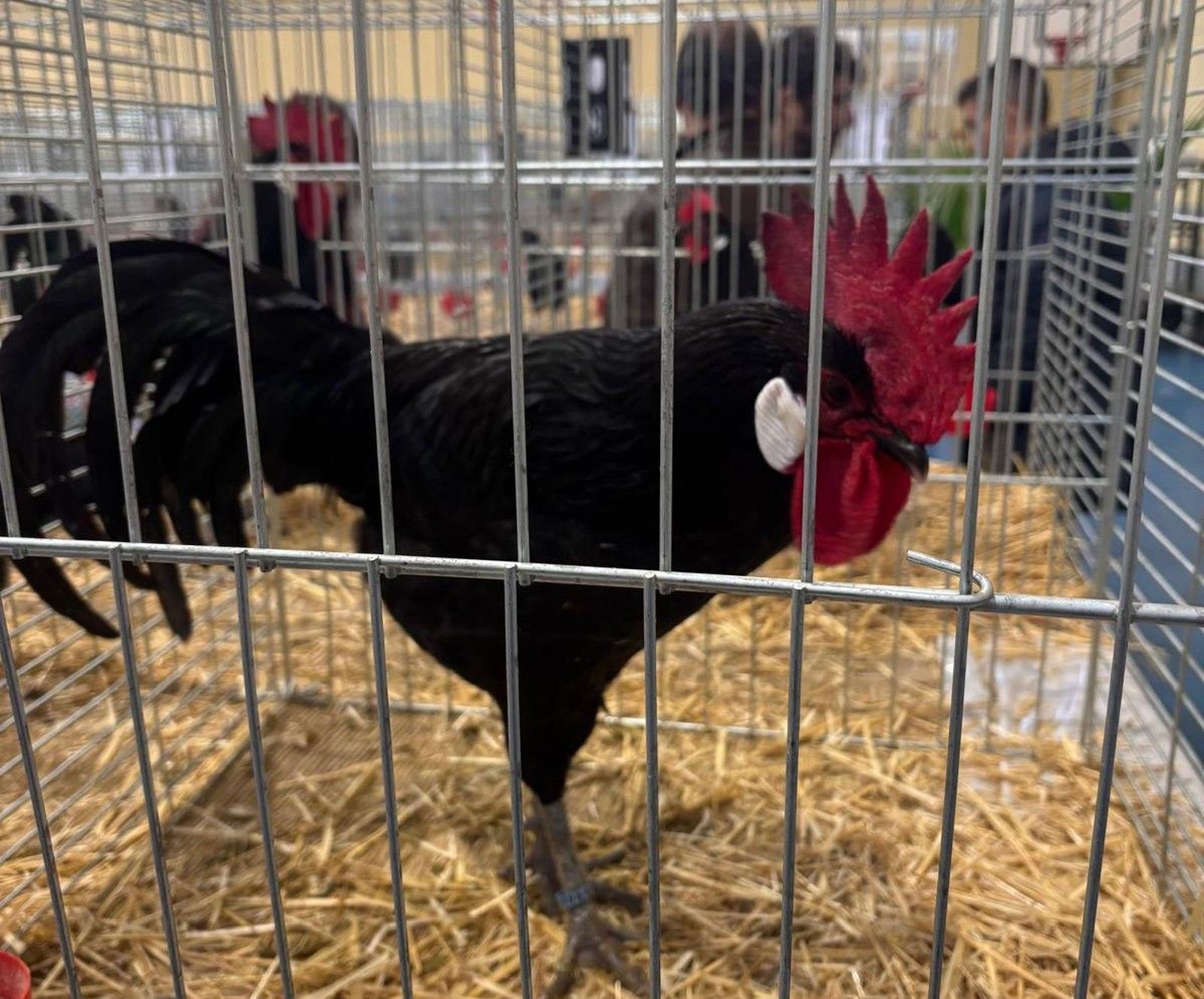 Feria avicultura en Ledesma 2025