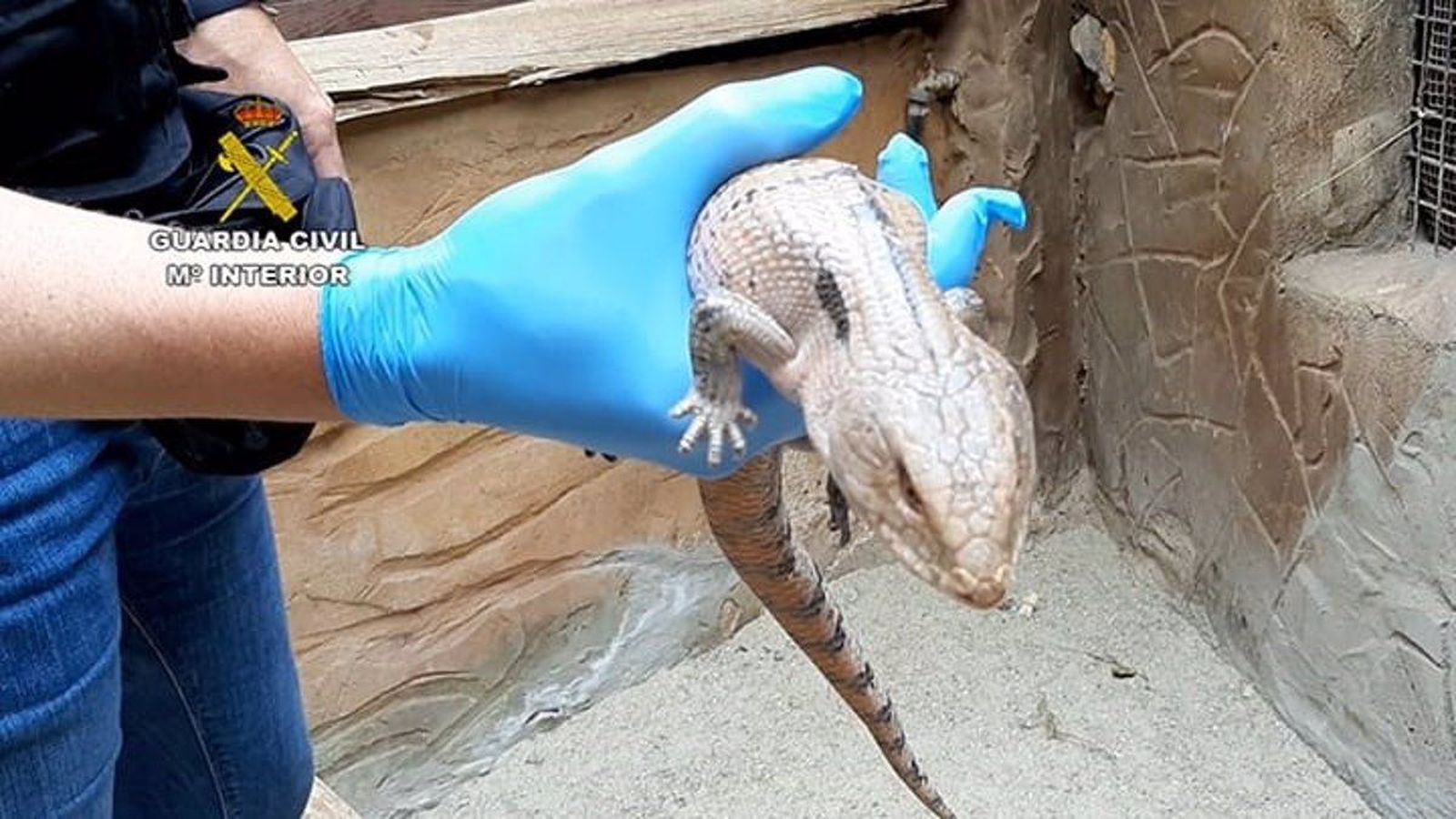 Especie Gran Canarias. Foto EP