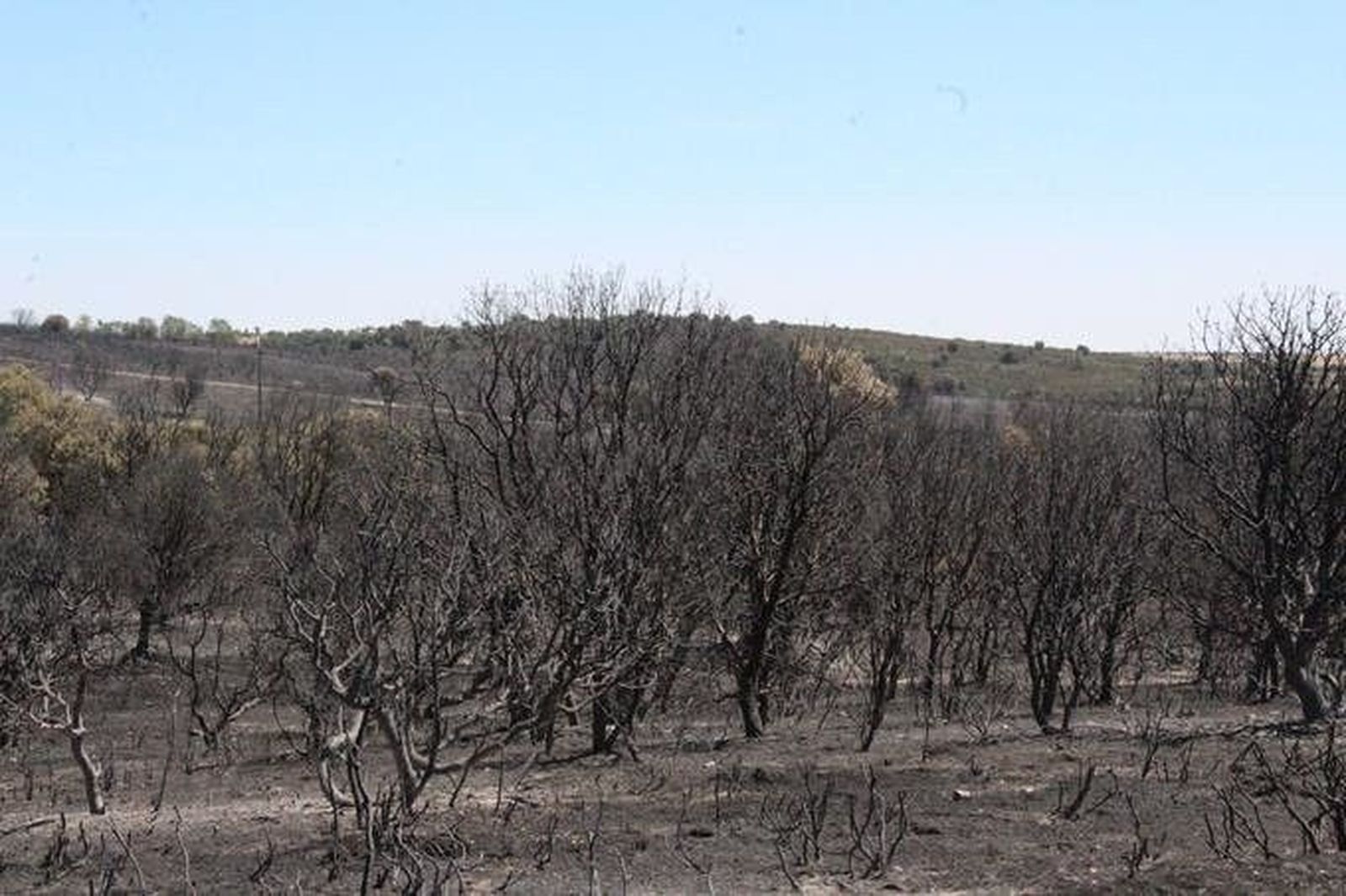 La zona afectada por el incendio muestra la peor cara del fuego en Pino del Oro