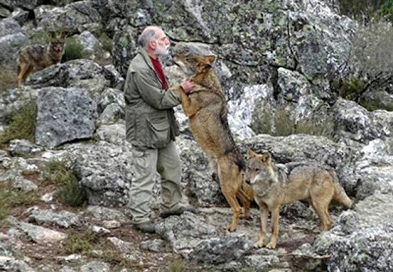 Carlos Sanz, tras sufrir el ataque de un lobo en Robledo: “Fue una reacción inusual”